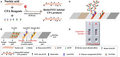 Label-Free Cross-Priming Amplification Coupled With Endonuclease Restriction and Nanoparticles-Based Biosensor for Simultaneous Detection of Nucleic Acids and Prevention of Carryover Contamination